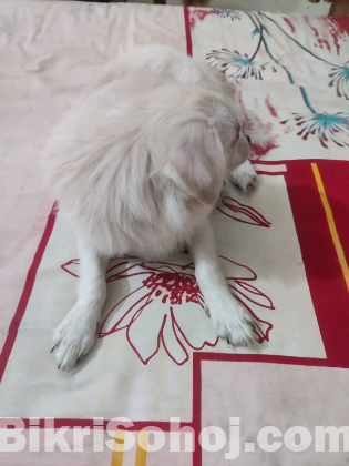 Spitz Dog